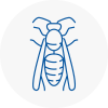 Mexborough Wasp Nest Removal